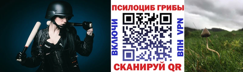 где можно купить   Луховицы  Псилоцибиновые грибы Psilocybe 